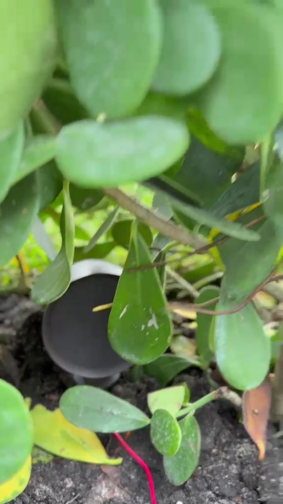 Detalle real de un altavoz sobre estaca entre la vegetación